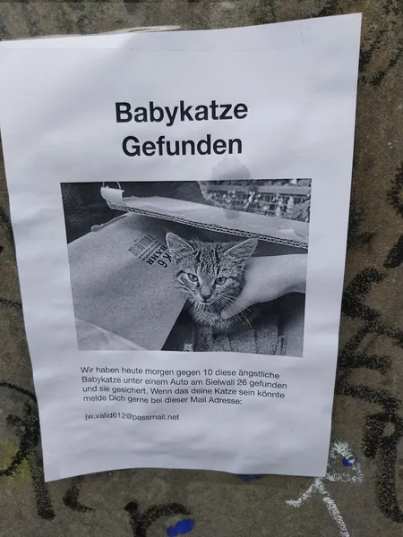 Babykatze gefunden 
