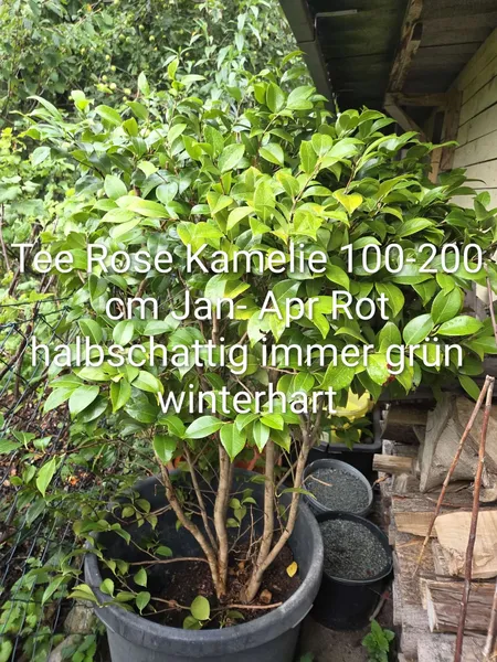 Kamelie